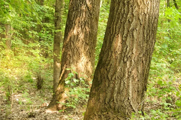 Yaprak döken ağaç meşe — Stok fotoğraf