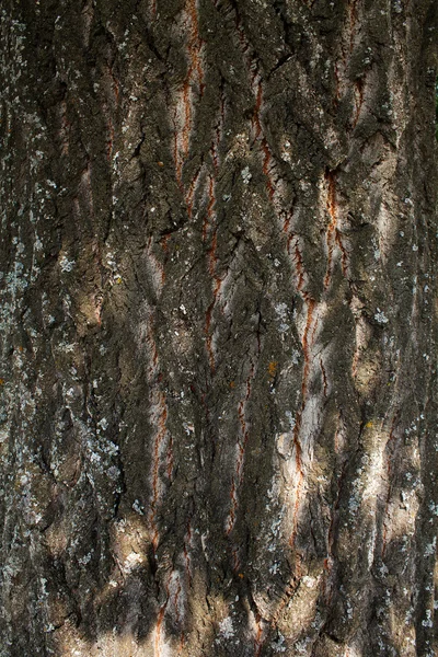 Texturas casca árvore carvalho — Fotografia de Stock
