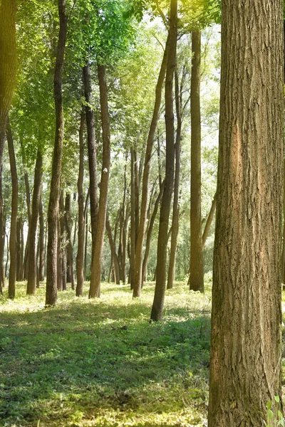 Park oak grove — Stock Photo, Image