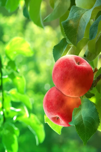 Fruchtäpfel rot — Stockfoto
