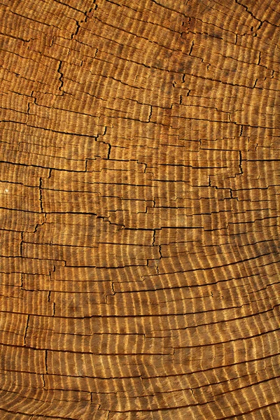 Texturas árvore carvalho — Fotografia de Stock