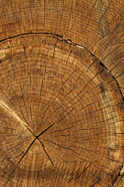 Texture quercia albero — Foto Stock