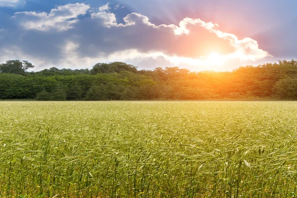 Klas pšenice pole slunce — Stock fotografie