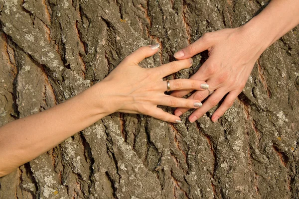 Χέρια θηλυκό δέντρο αγκαλιάζουν — Φωτογραφία Αρχείου