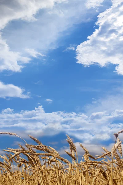 Поле пшеницы созревает — стоковое фото