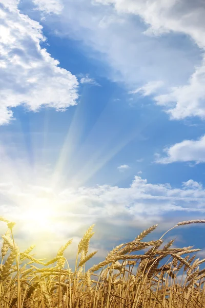 Uši pšeničné pole slunce — Stock fotografie