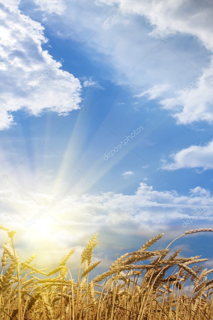Ears wheat field sunrise