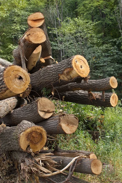 Troncos tronco de madera árbol —  Fotos de Stock
