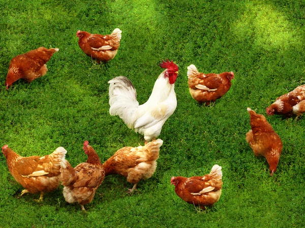 Gallinas campo polla — Foto de Stock