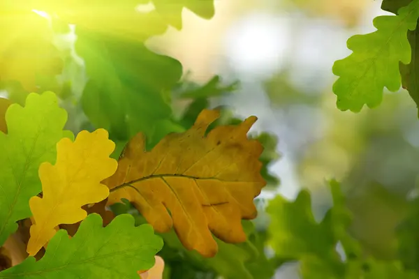 秋天的树叶树橡树 — 图库照片