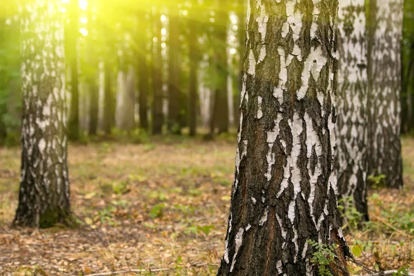 Tree birch grove — Stock Photo, Image