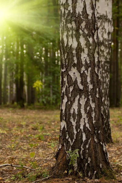 Tree birch grove — Stock Photo, Image