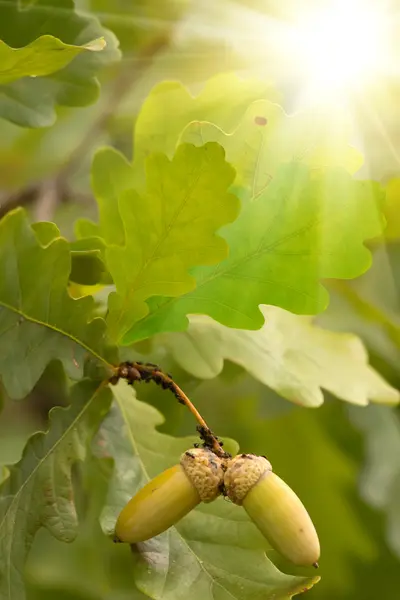 단풍 나무 참나무 태양 — 스톡 사진