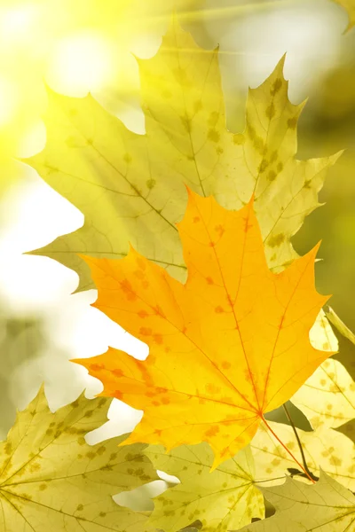 ツリー カエデ秋を葉します。 — ストック写真