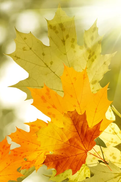 Liście drzewo jesień klon — Zdjęcie stockowe