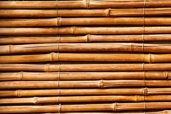 Łodygi bambusa suche — Zdjęcie stockowe