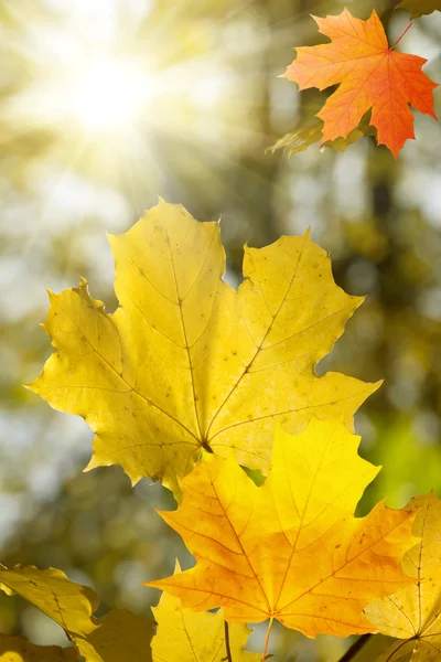 Jesienne liście drzewo klon słońce — Zdjęcie stockowe