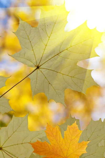 葉ツリー カエデ日の出 — ストック写真