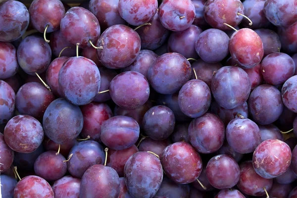Prugne di frutto azzurre — Foto Stock