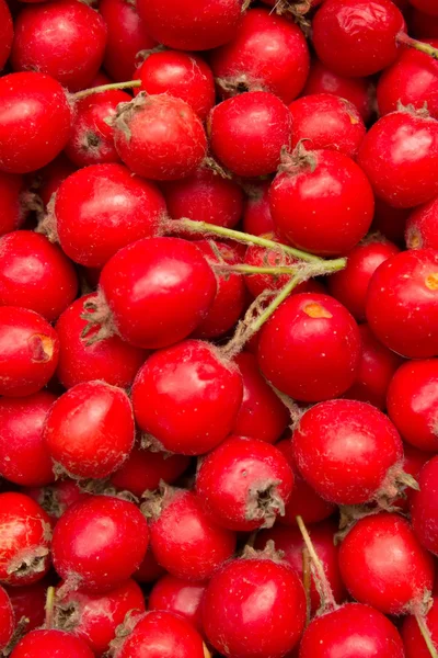 Berries wild useful hawthorn — Stock Photo, Image