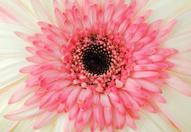 Gerbera