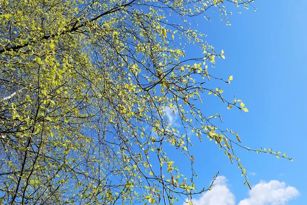 박 달 나무의 어린 잎 — Stock Fotó