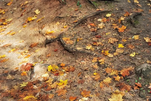 Folhas de outono no chão — Fotografia de Stock