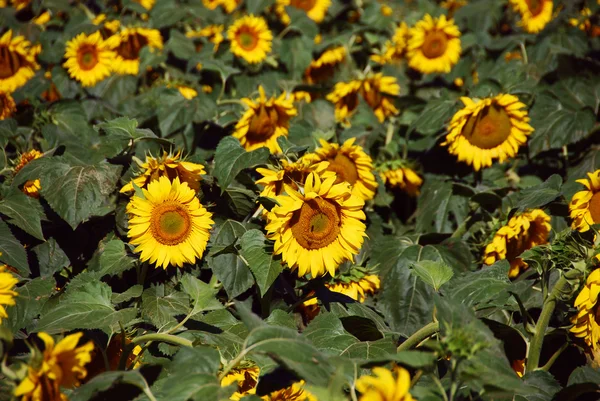 Sunflowers Meadow, Tuscany — Stok Foto