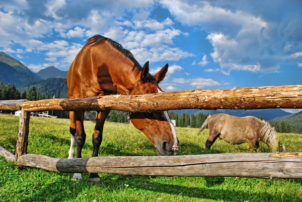 Выпас лошадей на Доломитовых горах — стоковое фото