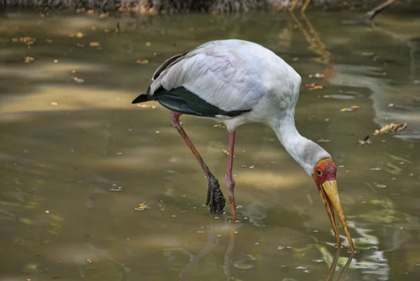 Vogelpark in Kuala Lumpur — Stockfoto