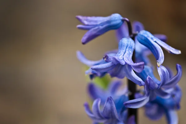 stock image Flowers Macro, Tuscany