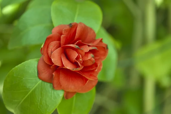 トスカーナの花マクロ — ストック写真