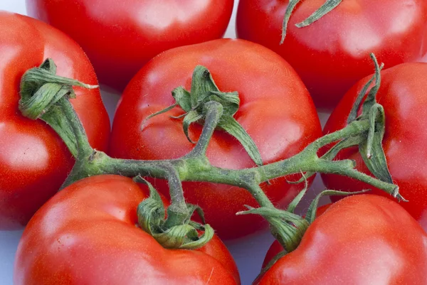 Čerstvá rajčata, Toskánsko — Stock fotografie