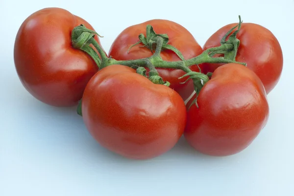 stock image Fresh Tomatoes, Tuscany