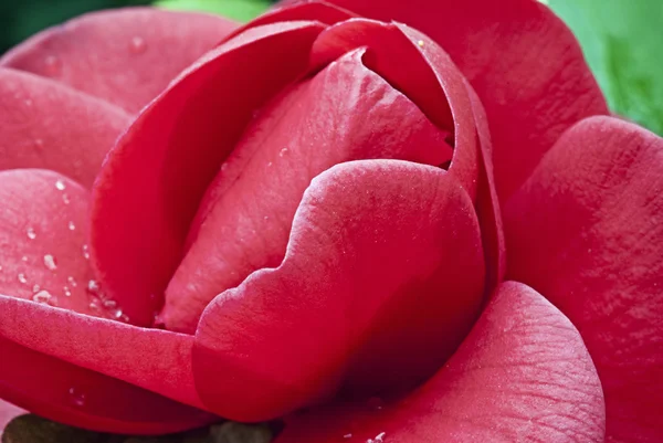Červená růže květ — Stock fotografie
