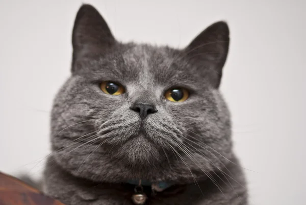 stock image Thinking Cat, Italy