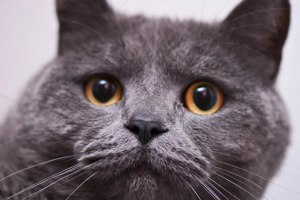 Stock image Thinking Cat, Italy