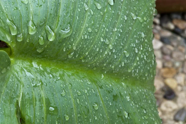 Nasse grüne Blätter im Garten — Stockfoto