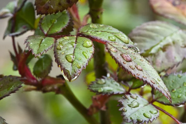 Våta gröna blad i en trädgård — Stockfoto