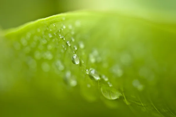 Vlhké zelené listy v zahradě — Stock fotografie