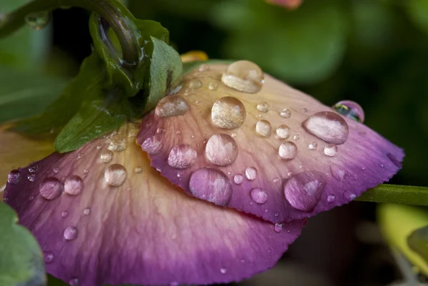 Wet Violet Flowers — Stock Photo, Image