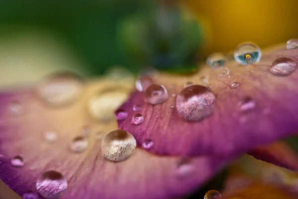Mokre fioletowe kwiaty — Zdjęcie stockowe