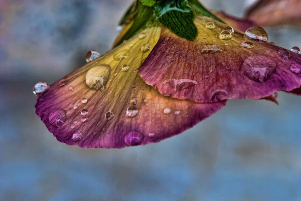 Våt violetta blommor — Stockfoto