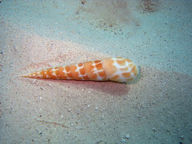 great barrier reef kabuk