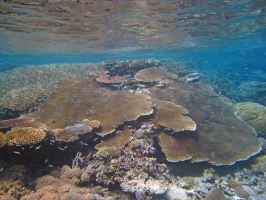 Underwater Scene of Great Barrier Reef clipart