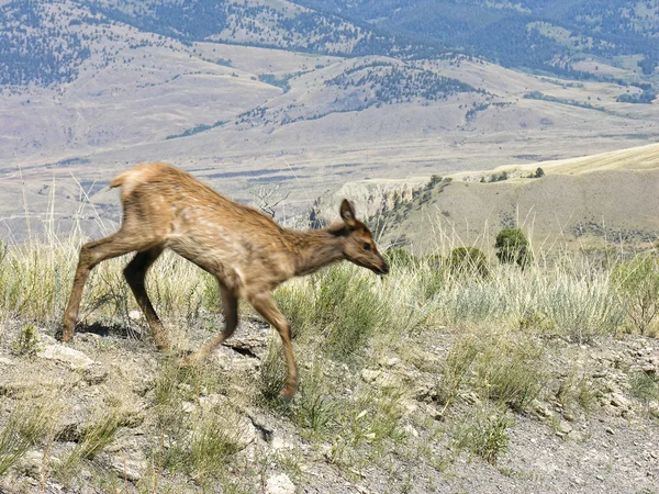 Bulanık yellowstone fauna hareket — Stok fotoğraf