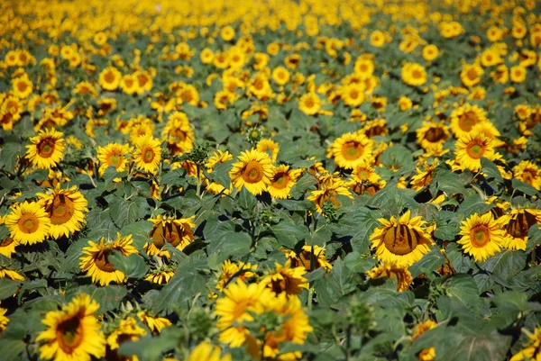 Sonnenblumenwiese, Toskana — Stockfoto