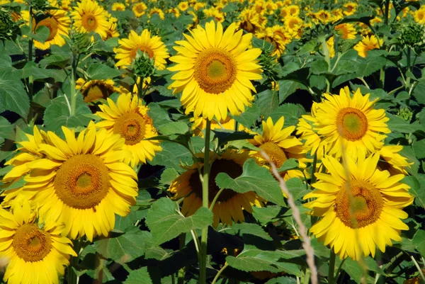 Sunflowers Meadow, Tuscany — Stock Photo, Image