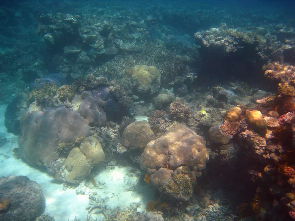 Great barrier reef renkleri — Stok fotoğraf