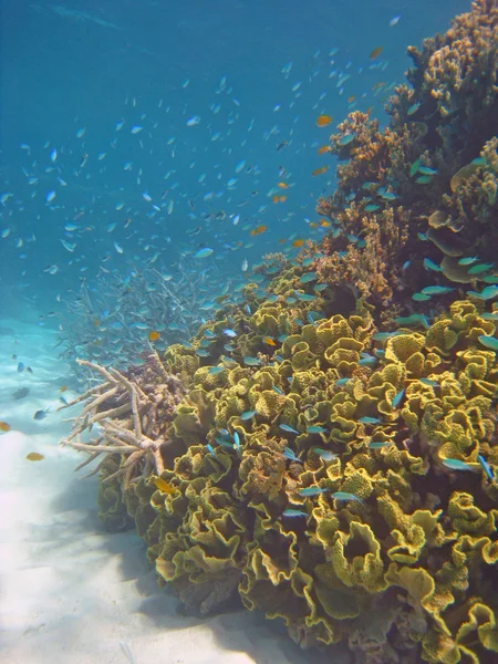 Colores de la Gran Barrera de Coral —  Fotos de Stock